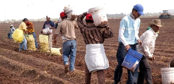 Potato harvest in Mexico