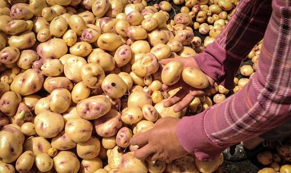 Mexican producers protest against potato imports from the United States.
