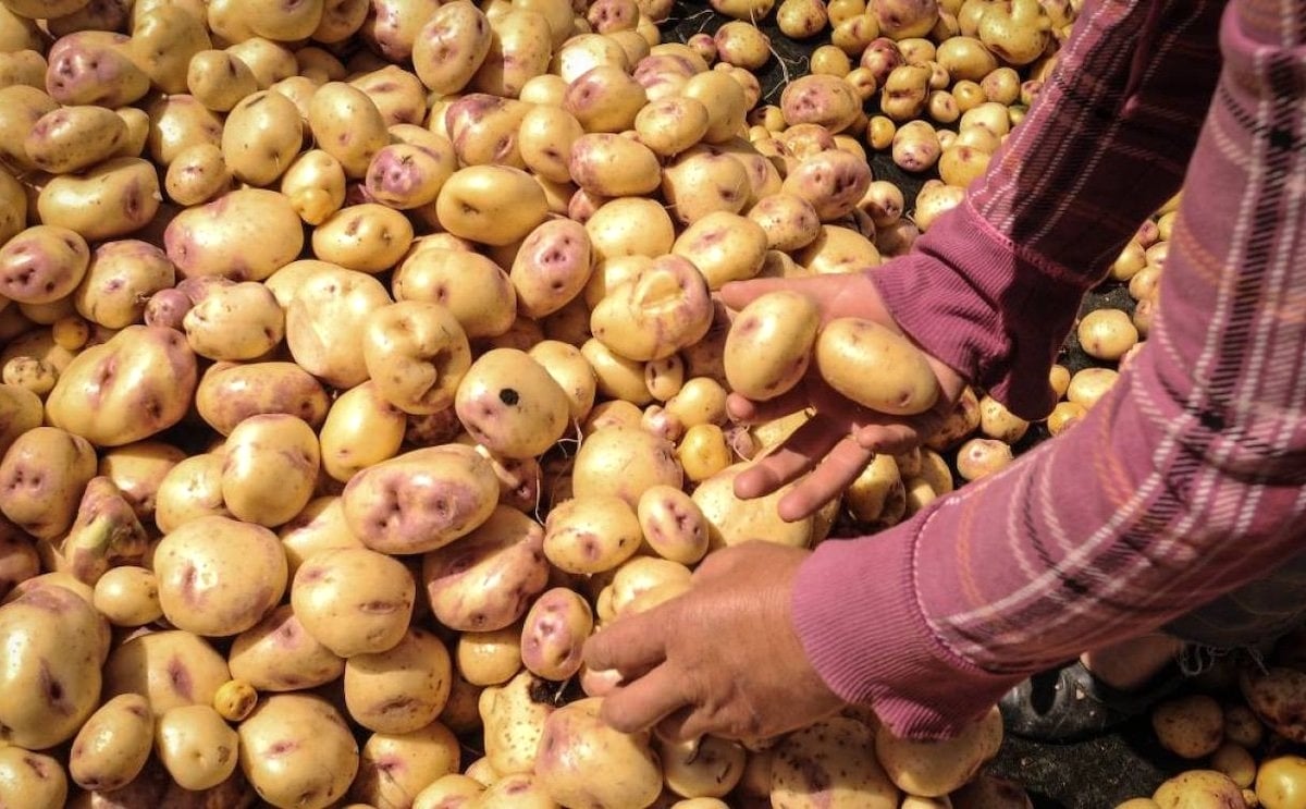 Mexican producers protest against potato imports from the United States. Mexican producers protest against potato imports from the United States.