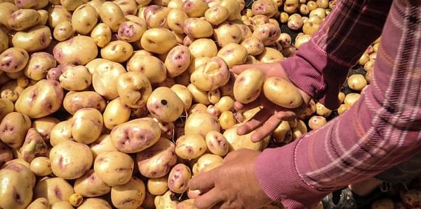 Mexican producers protest against potato imports from the United States.