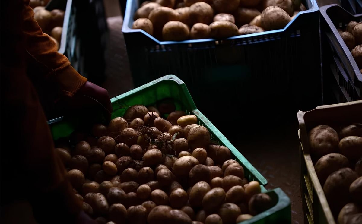 Productores de papa de Perote buscan erradicar el uso de agroquímicos Productores de papa de Perote buscan erradicar el uso de agroquímicos