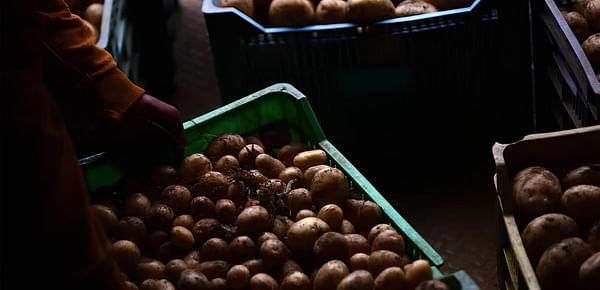 Productores de papa de Perote buscan erradicar el uso de agroquímicos