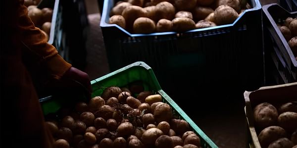 Productores de papa de Perote buscan erradicar el uso de agroquímicos