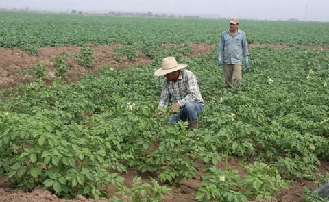 La siembra de papa en Sinaloa supera las 15.000 hectáreas y, junto con el crecimiento en Sonora, genera preocupación por una posible sobreoferta y saturación de los mercados nacionales en la próxima cosecha, en un contexto de incertidumbre climática. La siembra de papa en Sinaloa supera las 15.000 hectáreas y, junto con el crecimiento en Sonora, genera preocupación por una posible sobreoferta y saturación de los mercados nacionales en la próxima cosecha, en un contexto de incertidumbre climática.