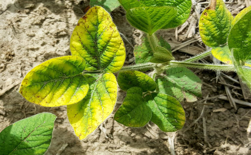 Magnesium (Mg) Deficiency Symptoms in Potato Plants Magnesium (Mg) Deficiency Symptoms in Potato Plants