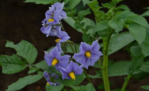 The Michigan Potato Industry Commission fosters and promotes the economically sustainable potato industry in this US State. The Michigan Potato Industry Commission fosters and promotes the economically sustainable potato industry in this US State.