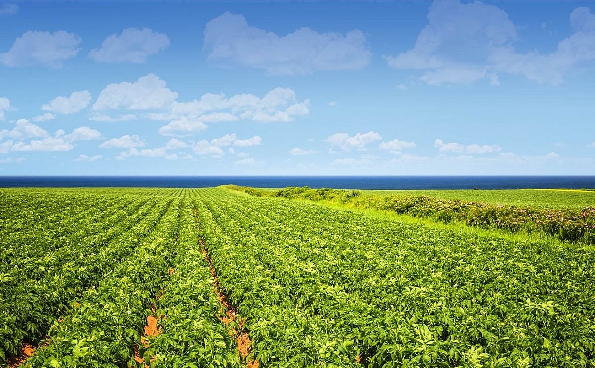 Pressure continues on supply of PEI potatoes Pressure continues on supply of PEI potatoes