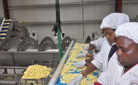 Kenyan Potato Processor Midlands Limited adds value...also to the farmgate Kenyan Potato Processor Midlands Limited adds value...also to the farmgate