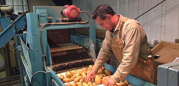 Penn State potato research program chips in with valuable insights for industry