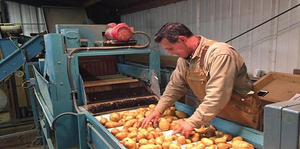 Penn State potato research program chips in with valuable insights for industry