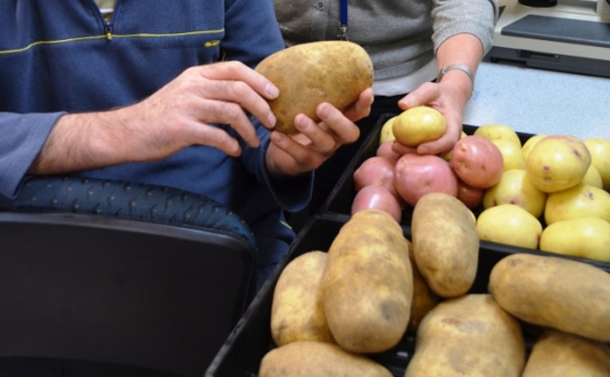 AUSVEG potato workshop set to lead growers forward