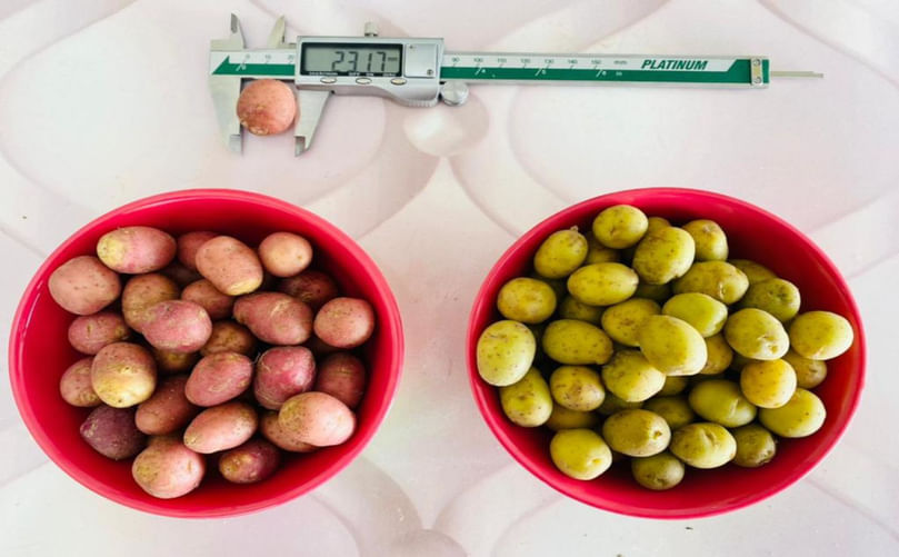 Bowls of assorted mini tubers