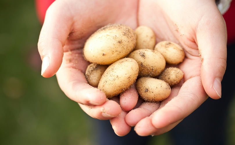 Representative Samples of Potato Minitubers CAPTION