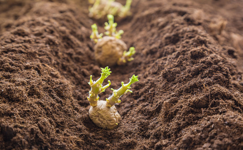 Sprouted potato tubers in soil