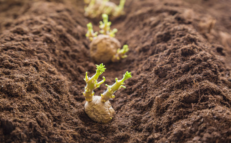 Sprouted potato tubers in soil