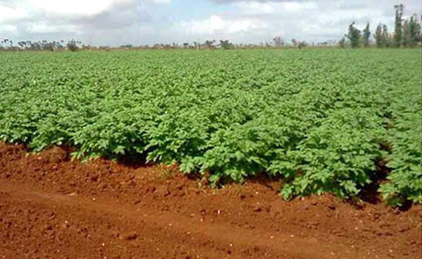 El Ministerio de Agricultura afirma que cultivó 6.000 hectáreas este año y reconoce como fallo "la falta de insumos durante el ciclo de cultivo". (ACN)