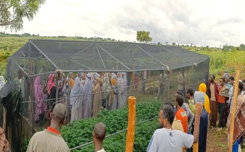 Enhancing supply of seed potato through farmer-managed mini-tuber production under screen houses CAPTION