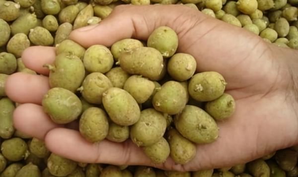 Danish potato trader found guilty in illegal import of minitubers