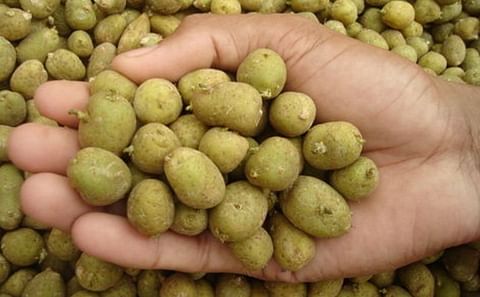 Mini-tubers are used as starting material for the next generations of seed potatoes. Mini-tubers are used as starting material for the next generations of seed potatoes.