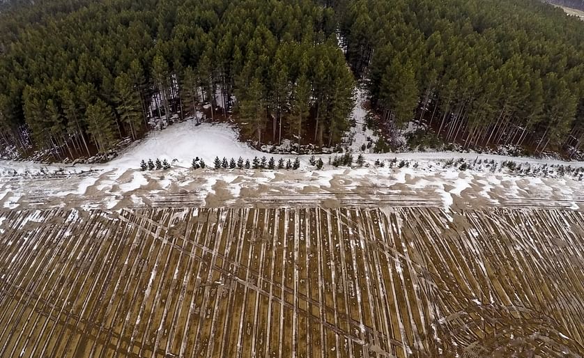 The mixed pine forests of central Minnesota are rapidly being replaced with agricultural fields to grow crops such as potato as PotlatchCorp is divesting its commercial forest lands.