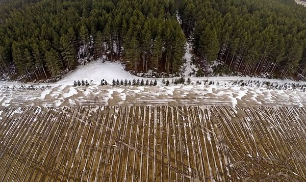 Pine forests such as this one south of Park Rapids, Minn., have been cleared for potato fields.