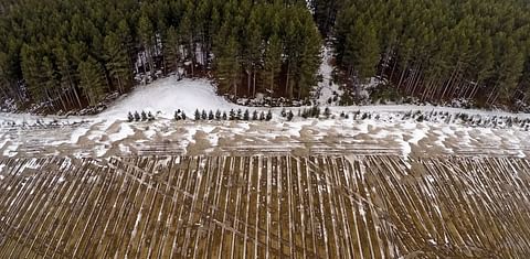 Pine forests such as this one south of Park Rapids, Minn., have been cleared for potato fields.