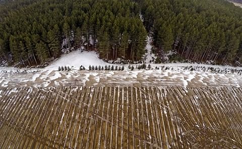 Pines to potatoes conversion in central Minnesota put on hold Pines to potatoes conversion in central Minnesota put on hold