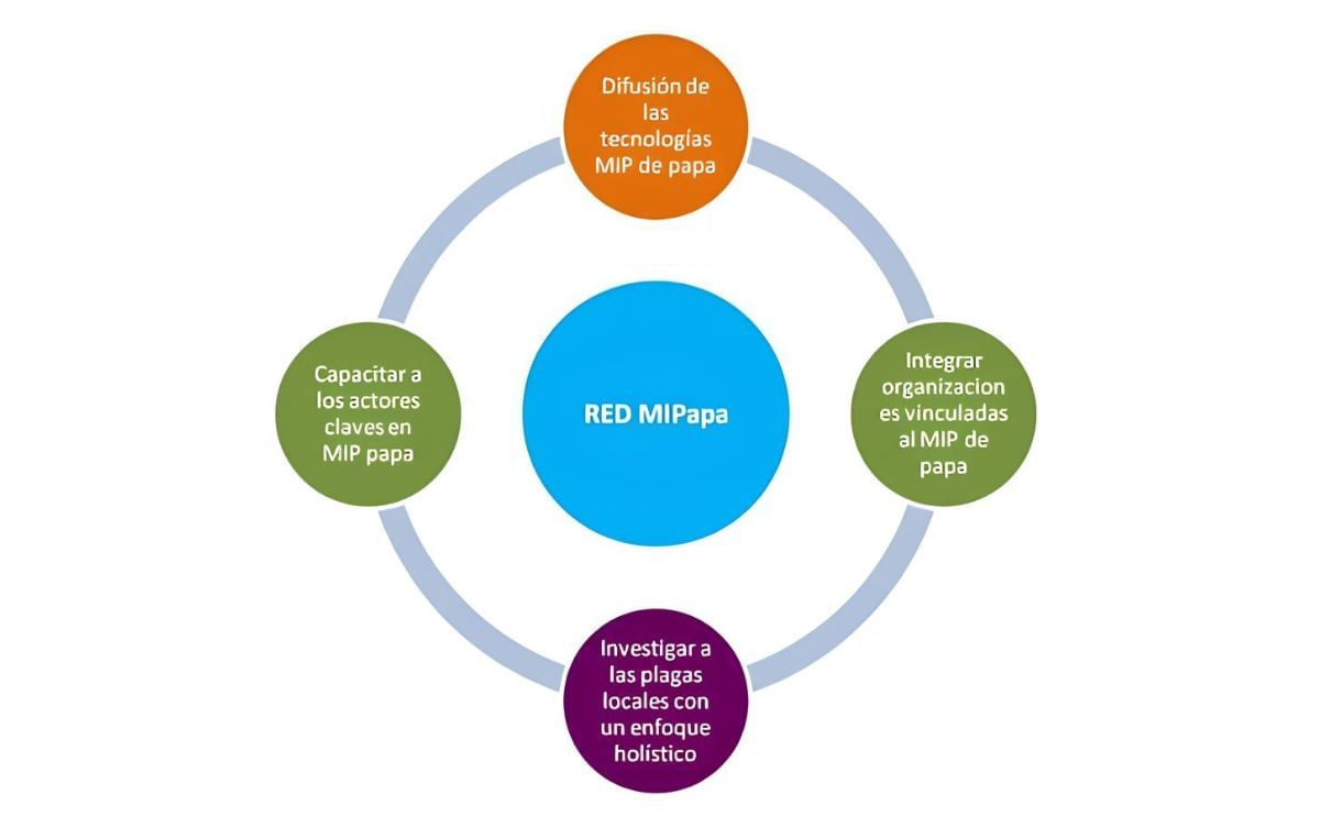 Red MIPapa Red MIPapa