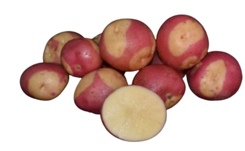 MISS BLUSH MISS BLUSH