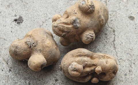 Oddly shaped potato tubers are a risk from both glyphosate and dicamba exposure, according to North Dakota State University Research Oddly shaped potato tubers are a risk from both glyphosate and dicamba exposure, according to North Dakota State University Research