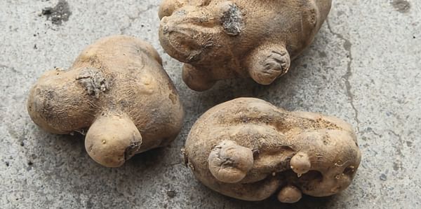 Dicamba drift a new danger for potato growers