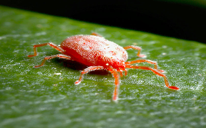 Complete life cycle of Mites Complete life cycle of Mites