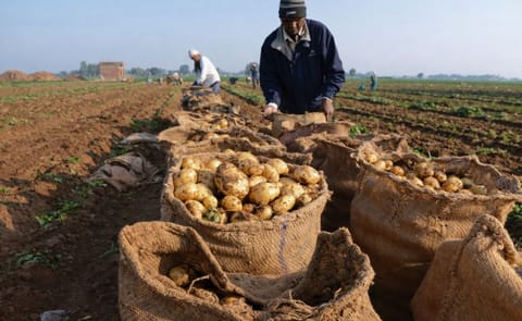 Modelo de cultivo de papa colombiano llega al sudeste asiático Modelo de cultivo de papa colombiano llega al sudeste asiático