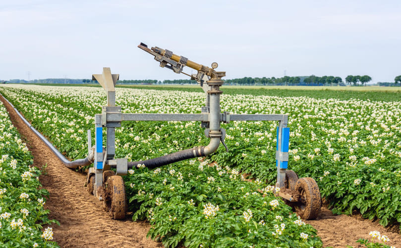 Efficient Irrigation Boosting Potato Growth in the Field