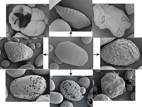 Modified Potato Starch Granules Modified Potato Starch Granules