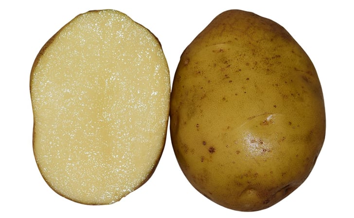 MOGLI MOGLI
