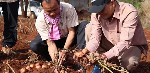 Mondulkiri, Cambodia potato project looks to expand after high demand