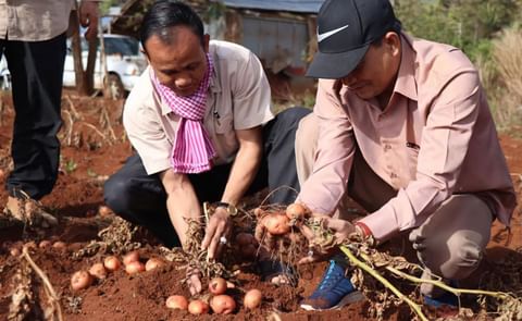 Farmers harvesting potatoes. Mondulkiri, says it could capitalise on potato farming as demand grows in Cambodia. Farmers harvesting potatoes. Mondulkiri, says it could capitalise on potato farming as demand grows in Cambodia.