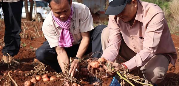 Mondulkiri, Cambodia potato project looks to expand after high demand