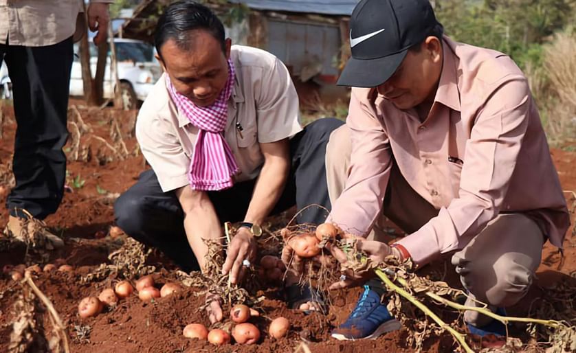 Farmers harvesting potatoes. Mondulkiri,  says it could capitalise on potato farming as demand grows in Cambodia.