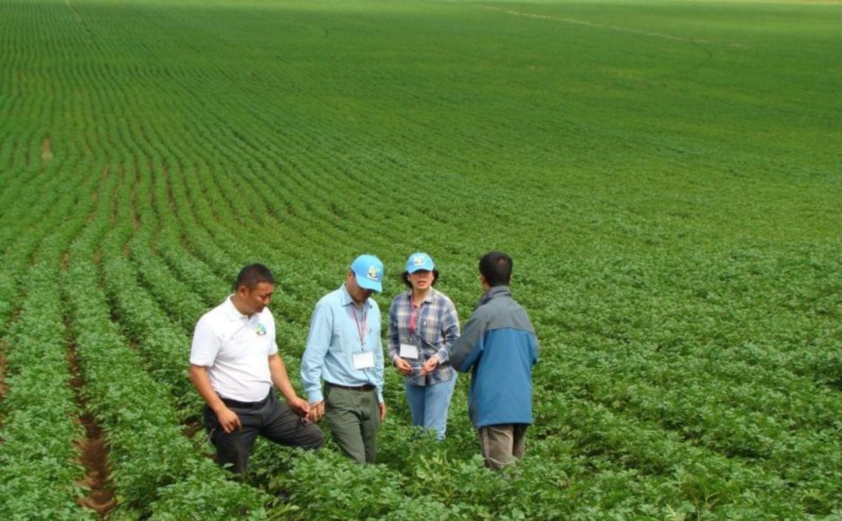 A potato field in Mongolia, being inspected by experts (Courtesy: International Potato Center)