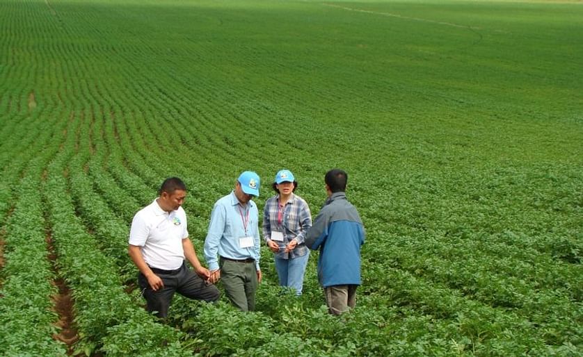 A potato field in Mongolia, being inspected by experts (Courtesy: International Potato Center)