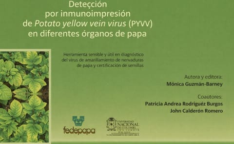 Desarrollan en Colombia una herramienta sencilla para el diagnóstico del virus de amarillamiento de nervaduras de papa (PYVV) Desarrollan en Colombia una herramienta sencilla para el diagnóstico del virus de amarillamiento de nervaduras de papa (PYVV)