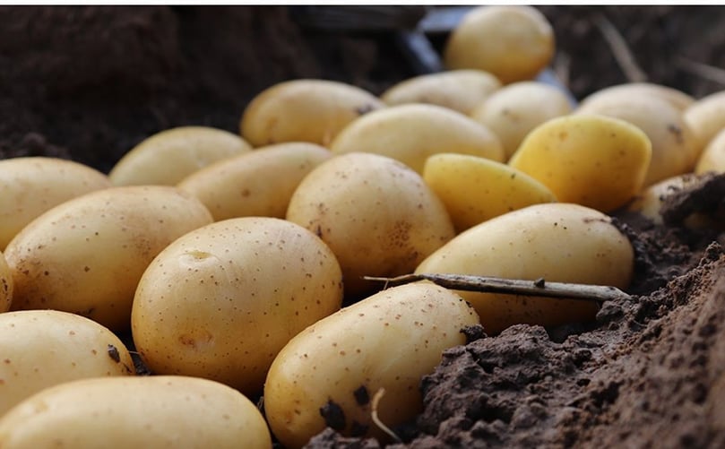 MONIQUE potato variety – known for excellent washability, consistent quality, and strong presence in French supermarkets MONIQUE potato variety – known for excellent washability, consistent quality, and strong presence in French supermarkets