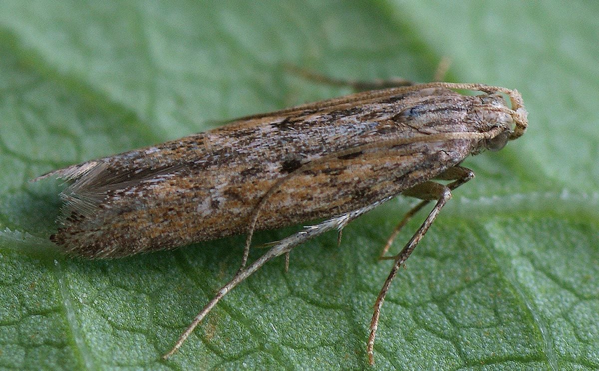 Monitoring improves potato tuber moth control Monitoring improves potato tuber moth control
