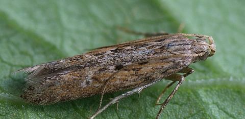 Monitoring improves potato tuber moth control