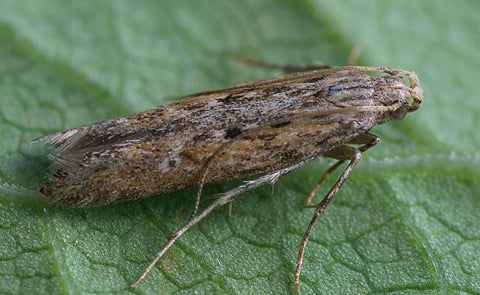 Monitoring improves potato tuber moth control Monitoring improves potato tuber moth control