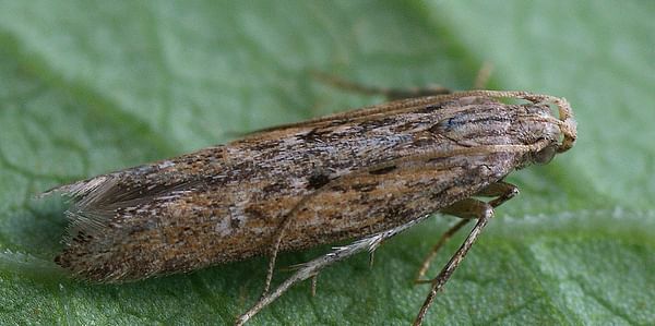 Monitoring improves potato tuber moth control