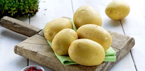 Innovation in German food retail trade: Europlant launches the Lower Carb Potato 