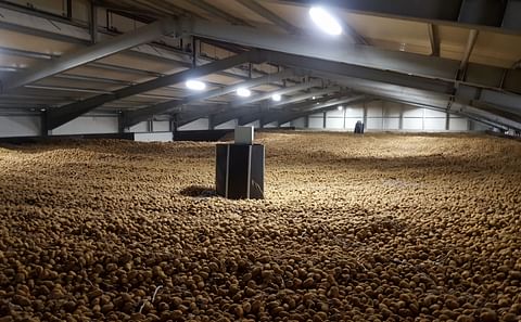 View of the full bulk potato storage on top of the potato pile, where the weight loss is monitored by means of a Mooij Weight Watcher. View of the full bulk potato storage on top of the potato pile, where the weight loss is monitored by means of a Mooij Weight Watcher.